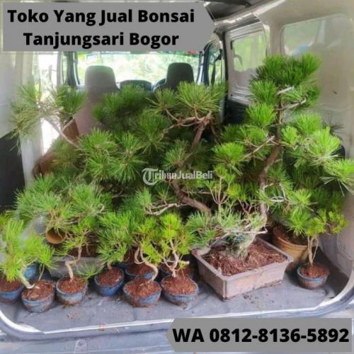 Selalu Ready Penjual Bonsai Terdekat Tanjungsari di Bogor Tribun JualBeli