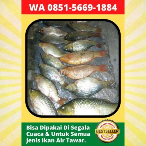 Essen Ikan Mas Paling Ampuh Di Bekasi Tribun Jualbeli