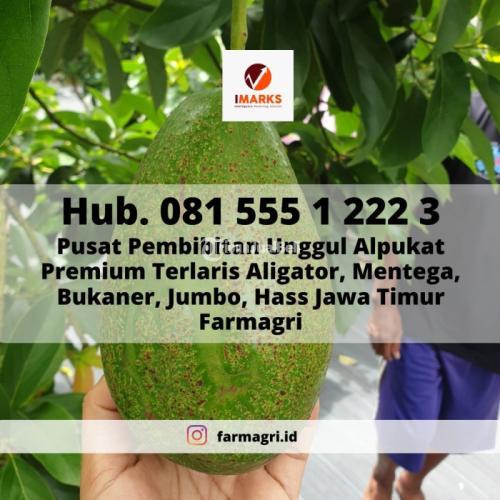 Pusat Pembibitan Unggul Alpukat Premium Terlaris Bukaner Jawa Timur - Malang