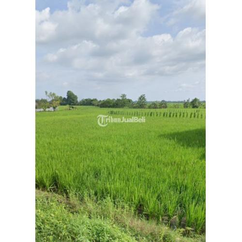 Dijual Tanah Sawah Strategis Pinggir Jalan Paling Murah Di Gowa