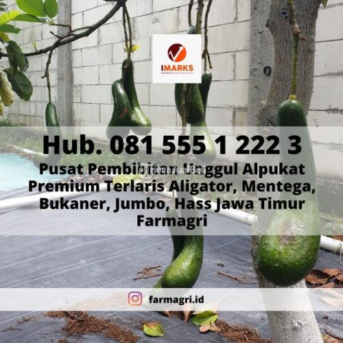 PEMBIBITAN ALPUKAT, Hub. 081 555 1 222 3, Pembibitan Unggul Alpukat Premium Terlaris Tanpa Biji