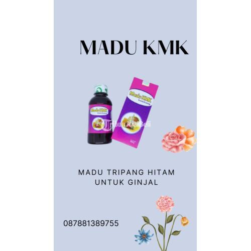 madu tripang hitam untuk ginjal