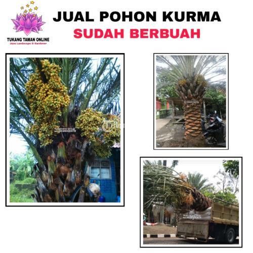 Jual Pohon Kurma Ajwa Berbuah Murah - Jakarta Selatan