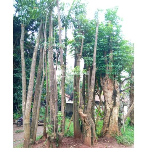 Jual Pohon Pule / Tanaman Pulai Murah