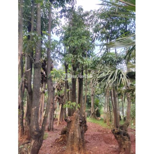 Jual Pohon Pule / Tanaman Pulai Murah