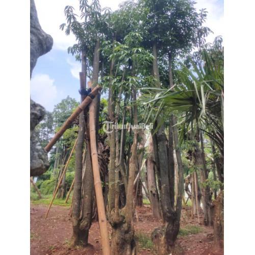 Jual Pohon Pule / Tanaman Pulai Murah