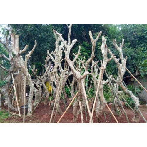 Jual Pohon Kamboja Fosil Besar Murah - Jakarta Timur