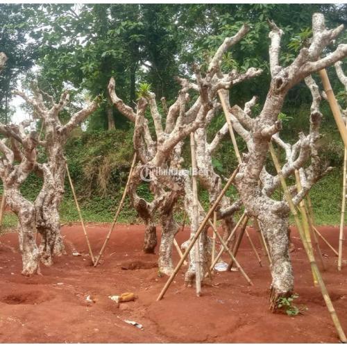 Jual Pohon Kamboja Fosil Besar Murah - Jakarta Timur