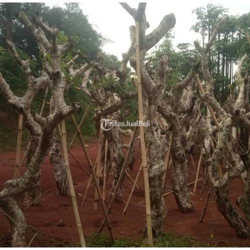 Jual Pohon Kamboja Fosil Besar Murah - Jakarta Timur