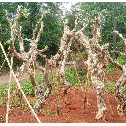 Jual Pohon Kamboja Fosil Besar Murah - Jakarta Timur