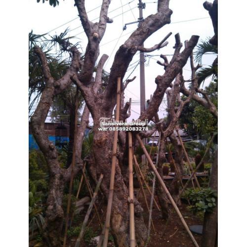 Jual Pohon Kamboja Fosil Besar Murah - Jakarta Timur