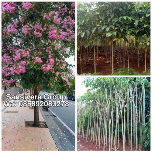 Jual Pohon Tabebuya Rosea Bunga Pink - Jakarta Selatan