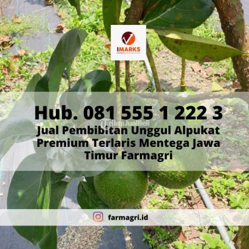 Pembibitan Unggul Alpukat Premium Terlaris - Malang Kota