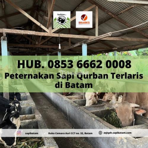 Sapi Qurban Terlaris Untuk Hari Raya Kurban Sapi - Batam