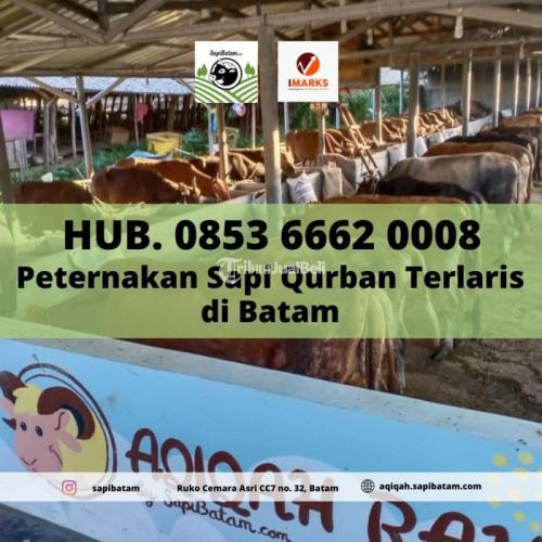 Sapi Qurban Terlaris Untuk Hari Raya Kurban Sapi - Batam