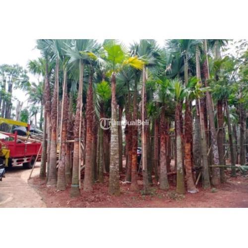 Jual Pohon Palem Sadeng Murah