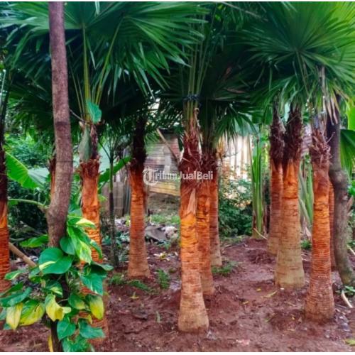 Jual Pohon Palem Sadeng Murah
