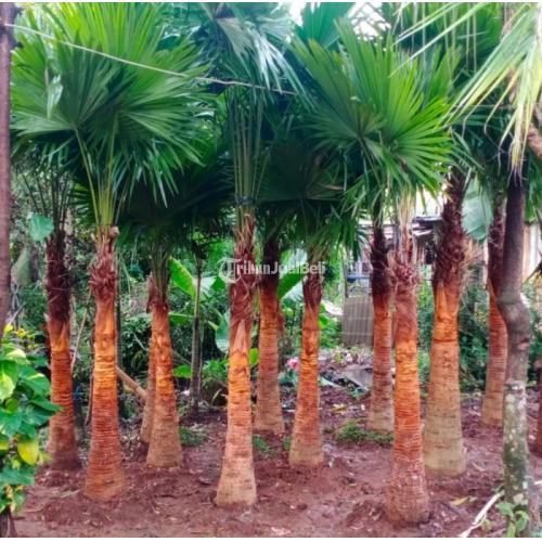 Jual Pohon Palem Sadeng Murah