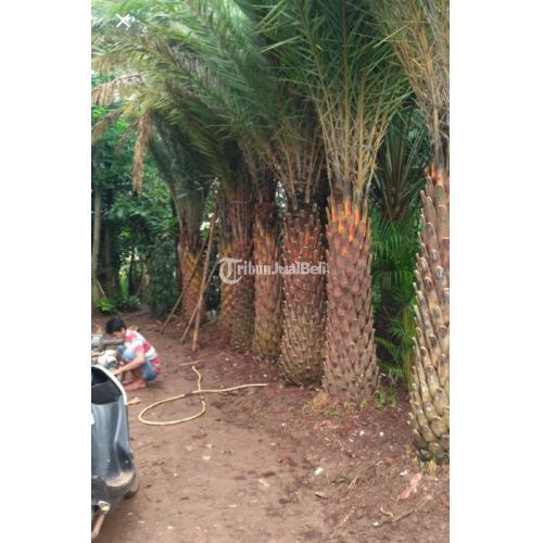 Jual Pohon Palem Kenari Murah - Jakarta Barat