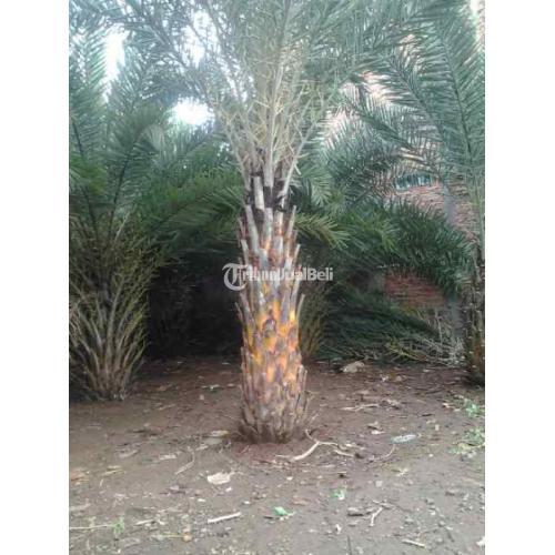Jual Pohon Palem Kenari Murah - Jakarta Barat