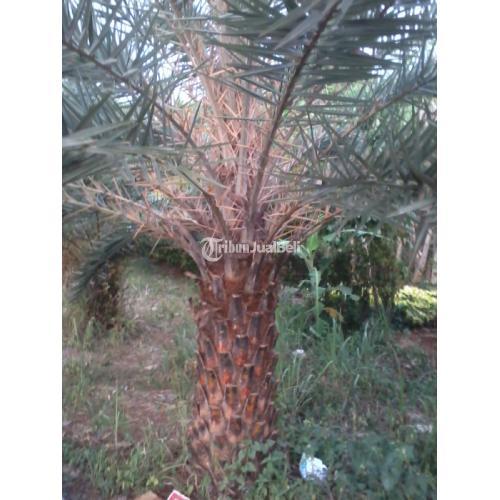 Jual Pohon Palem Kenari Murah - Jakarta Barat