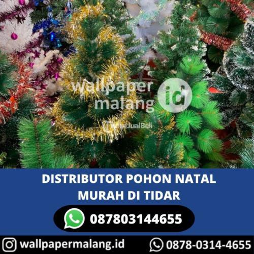 DISTRIBUTOR POHON NATAL MURAH DI TIDAR