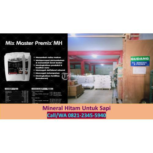 Mineral Sapi Menyusui Situbondo