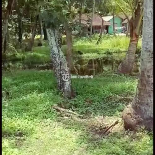 Pekarangan view sawah luas 942m lebar 18m di selatan kota wates kulon progo