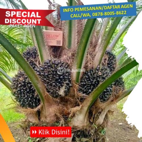 Pupuk Sawit Terbaik Terlaris dan Terbaik - Pekanbaru