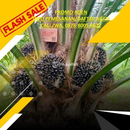 Pupuk Sawit Terbaik Terlaris dan Terbaik - Pekanbaru