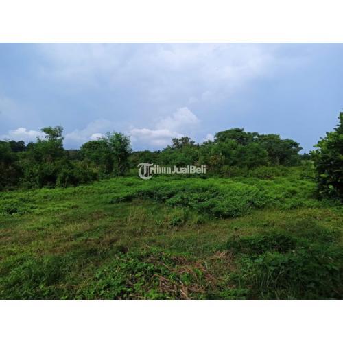 BUC LAHAN GLOBAL LUAS 37 ARE DEKAT PANTE SIYUT GIANYAR