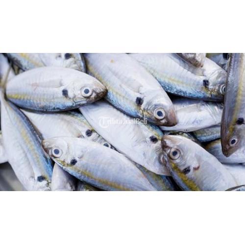 IKAN AIR LAUT DAN IKAN AIR TAWAR BOGOR