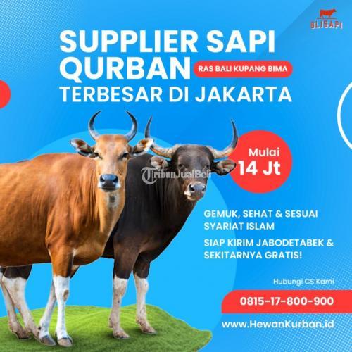 sapi kurban Cipayung jakarta timur