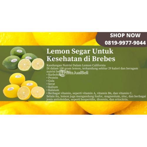 Lemon Segar Untuk Kesehatan di Brebes Call/WA 0819-9977-9044