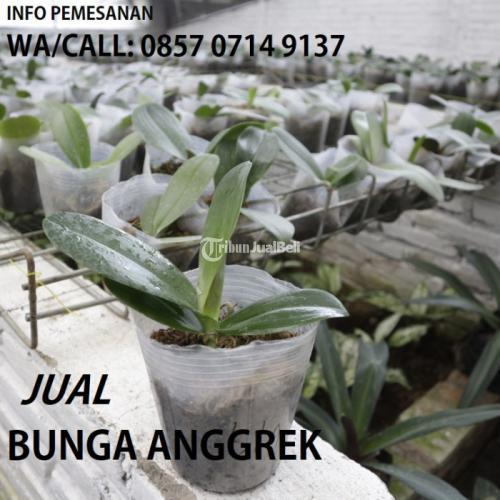 WA/CALL: 0857-0714-9137 Jual bunga anggrek tanah Wonsobo