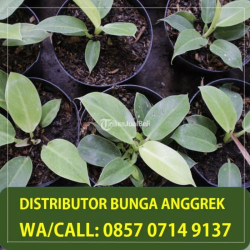 WA/CALL: 0857-0714-9137 Jual bunga anggrek tanah Wonsobo