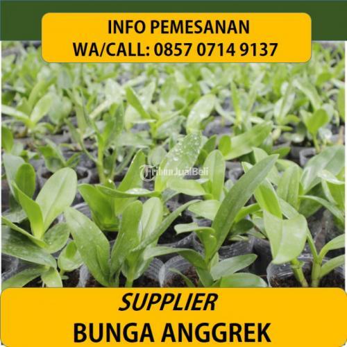 WA/CALL: 0857-0714-9137 Jual bunga anggrek tanah Wonsobo