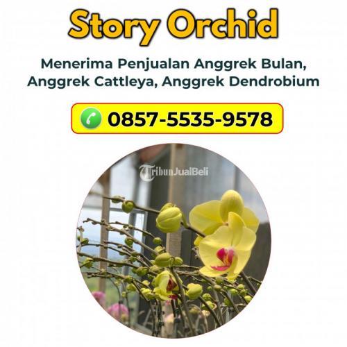 Grosir Anggrek Cattleya di Malang