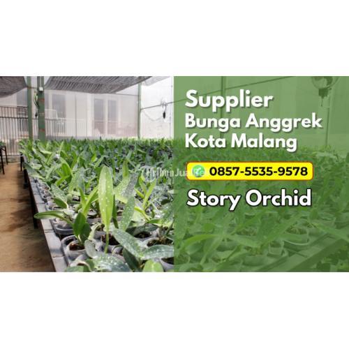 Supplier Anggrek Bulan di Malang