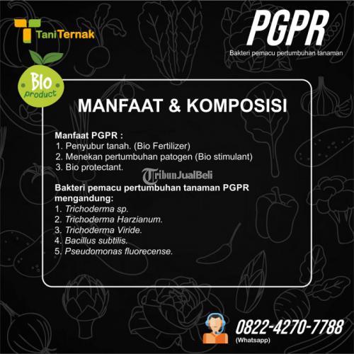 PGPR (Bakteri pemacu pertumbuhan tanaman)