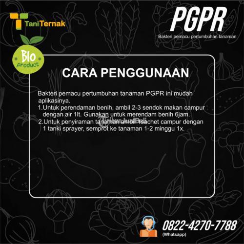 PGPR (Bakteri pemacu pertumbuhan tanaman)