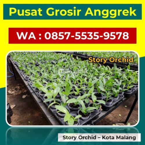 Supplier Anggrek Cattleya Orange di Malang