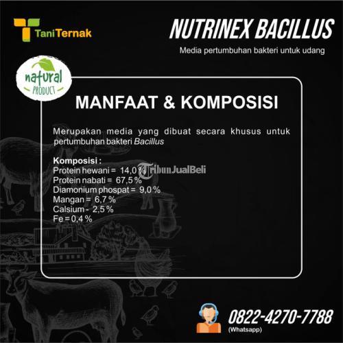 Nutrinex Bacillus (Probiotik udang)