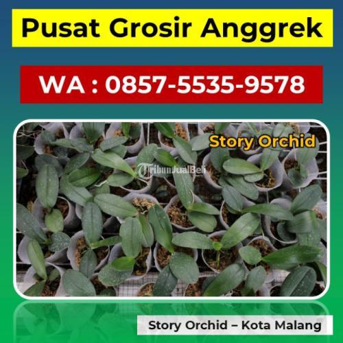 Supplier Anggrek Cattleya - Malang
