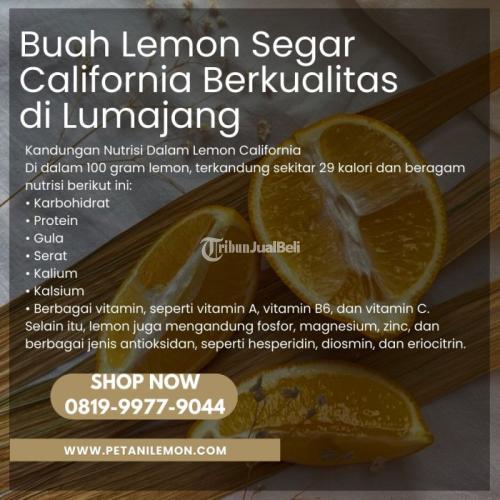 Buah Lemon Segar California Berkualitas di Kabupaten Lumajang - Purwokerto