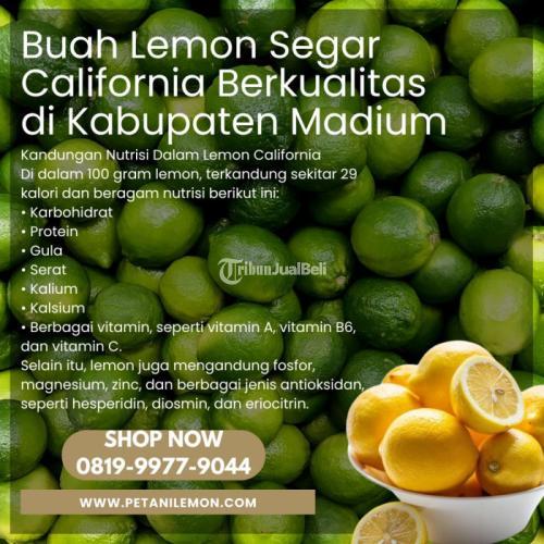 Buah Lemon Segar California Berkualitas Di Kota Madium, 43% OFF