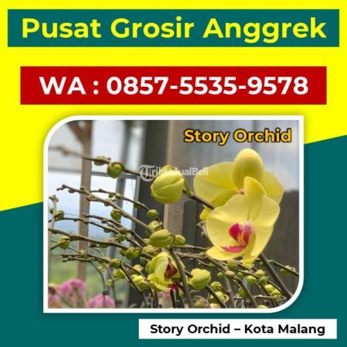 Supplier Anggrek Cattleya - Malang