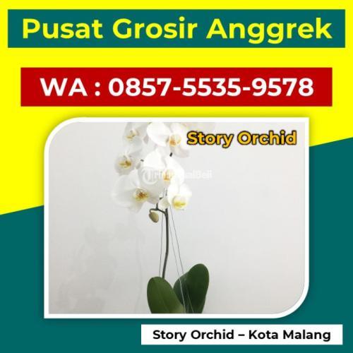 Supplier Anggrek Cattleya - Malang