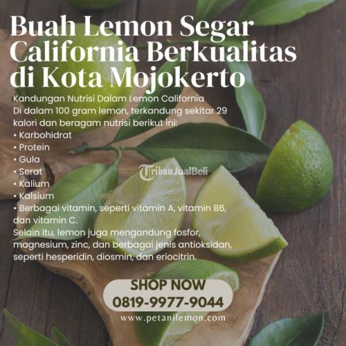 Buah Lemon Segar California Berkualitas di Kota Mojokerto Call/WA 0819-9977-9044