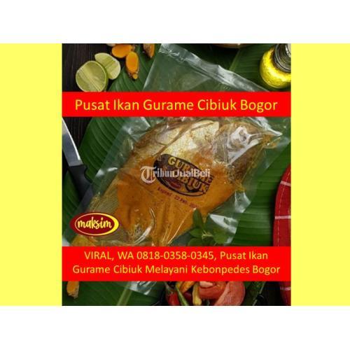 VIRAL, WA 0818-0358-0345, Pusat Ikan Gurame Cibiuk Melayani Kedungbadak Bogor